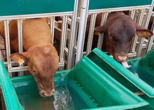 boi bebendo