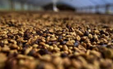 Abertas as inscrições para escolher os melhores cafés do Brasil