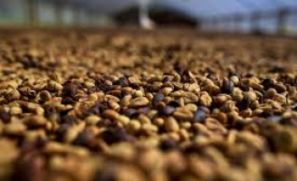 Novos preços mínimos para o café, trigo e laranja