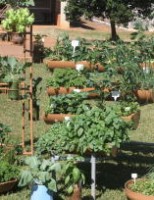 Aprenda a fazer sua própria horta caseira e agroecológica