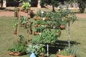 horta caseira