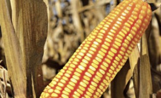 Chega ao mercado dois novos híbridos de milho
