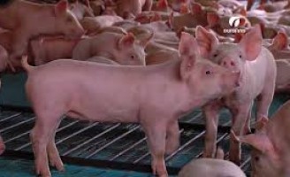 Pneumonia Enzoótica provoca sérios impactos na criação de porcos