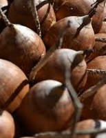 A importância do babaçu para os produtores do estado do Maranhão