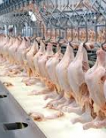 É lenta a reação brasileira para as exportações de carne de frango
