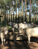 Como calcular o que os animais da fazenda consomem de água