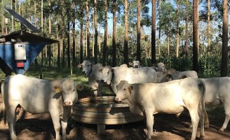 Como calcular o que os animais da fazenda consomem de água