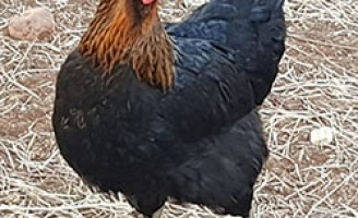 Curiosidade: conheça a origem da galinha brasileira