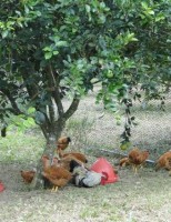 As pequenas propriedades podem aumentar a renda com uma boa criação de galinhas