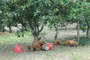 galinha caipira no campo