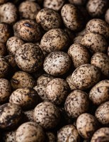 Inoculação com bactérias aumenta produtividade da soja
