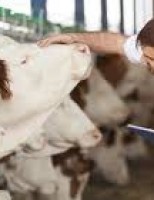 Produtos de origem animal inspecionados em Pernambuco podem ser comercializados em todo o pais