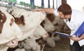 Produtos de origem animal inspecionados em Pernambuco podem ser comercializados em todo o pais