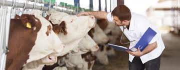 Produtos de origem animal inspecionados em Pernambuco podem ser comercializados em todo o pais