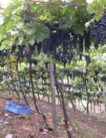 Mudas de uvas ganham selo de qualidade