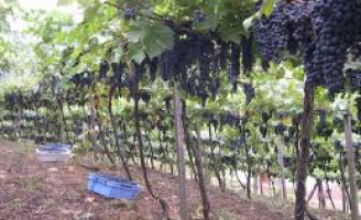 Mudas de uvas ganham selo de qualidade