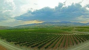 vinhedos da turquia - 1