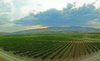 Terras milenares para produção de vinhos. Vamos conhecer os Vinhedos da Turquia
