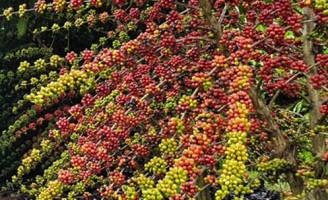 Lançados os primeiros cafés híbridos para cultivo na Amazônia e no noroeste de Mato Grosso