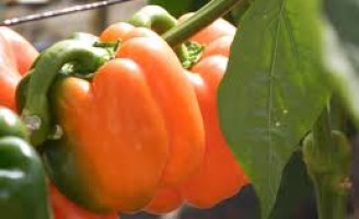Os passos para introduzir a produção integrada no cultivo do pimentão