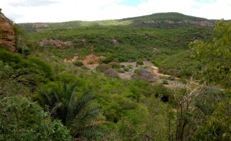 Pernambuco terá uma floresta de umbu para formação de um arranjo produtivo bioeconômico