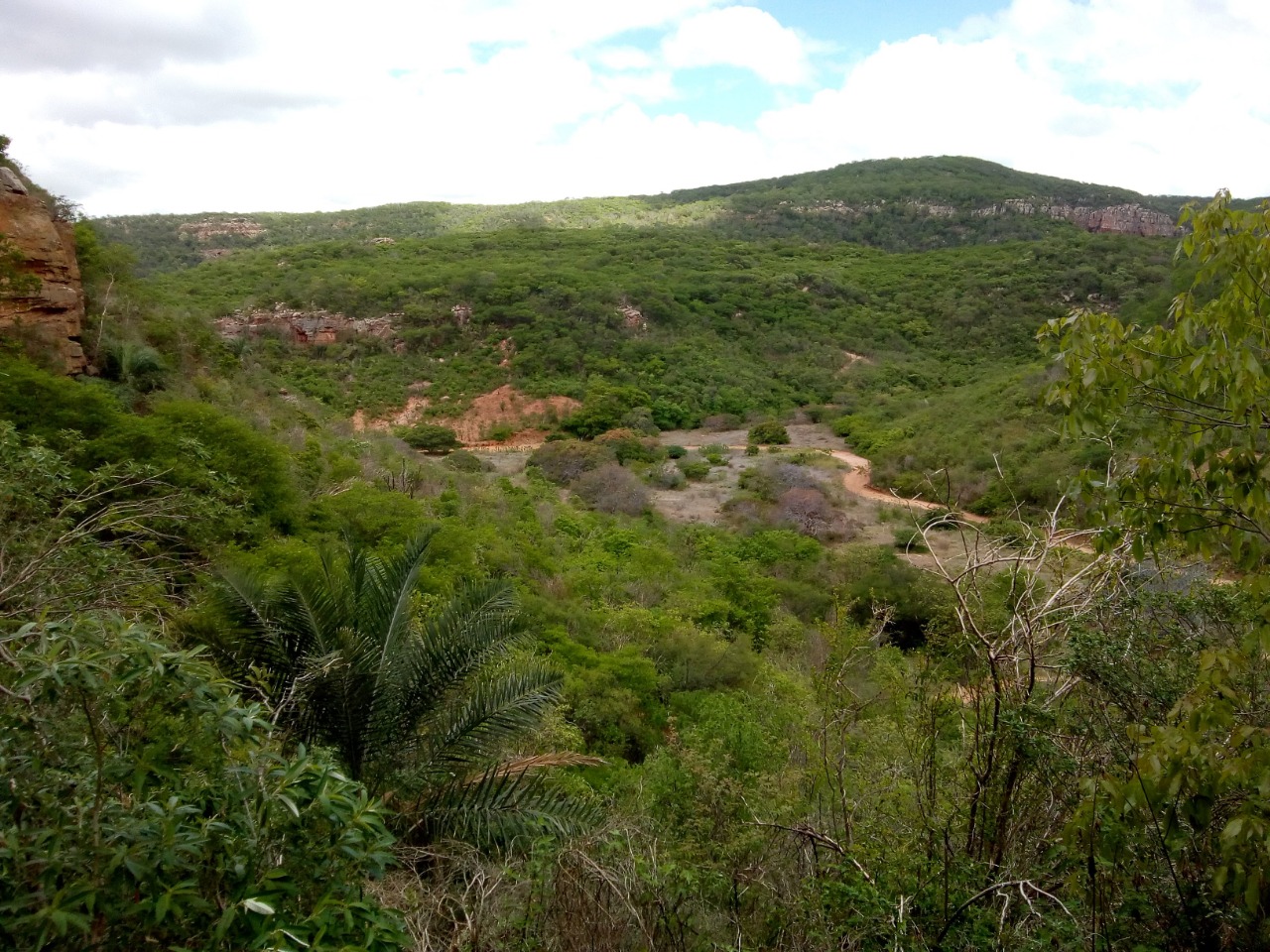Pernambuco terá uma floresta de umbu para formação de um arranjo produtivo bioeconômico