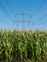 Estudos realizados no Brasil podem transformar a biomassa em energia renovável