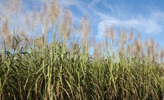 Equipamento usado na Austrália é adaptado para os canaviais de Alagoas