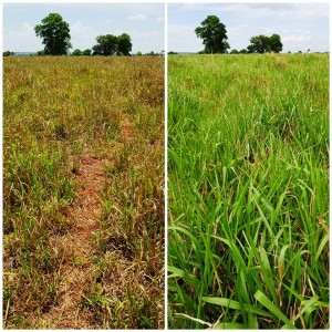 capim com adubação foliar - antes e depois
