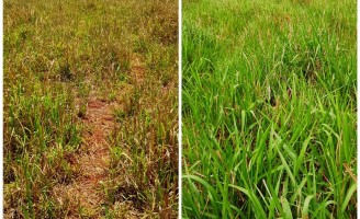 Pastagens mais verdes e produtivas com adubação foliar