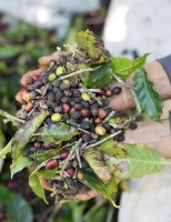 Bienalidade nas safras do café faz o Brasil colher menos este ano