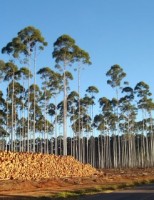 Novos estudos podem mudar a visão sobre o impacto ambiental do plantio de eucalipto