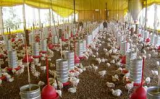 Uso de uma enzima na alimentação de frangos permite reduzir proteína da ração promovendo economia sem prejuízo para o crescimento das aves