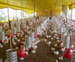 Uso de uma enzima na alimentação de frangos permite reduzir proteína da ração promovendo economia sem prejuízo para o crescimento das aves