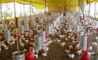Avicultura mais produtiva com uma boa qualidade na nutrição das aves