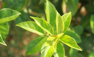 As espécies mais conhecidas de Plantas Alimentícias não Convencionais