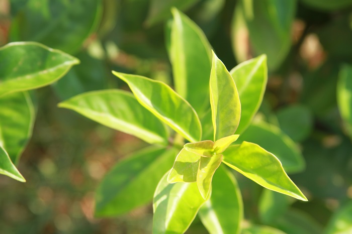 As espécies mais conhecidas de Plantas Alimentícias não Convencionais