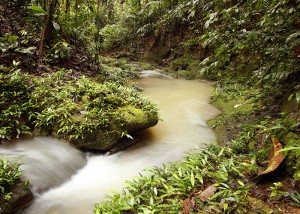 Rainforest stream