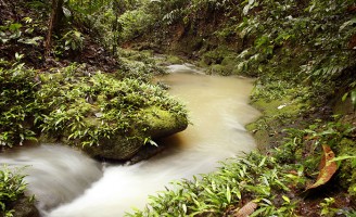 Mosquitos aquáticos podem indicar o grau de degradação do meio ambiente