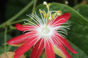 maracuja ornamental 2