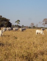 Suplementos minerais auxiliar na manutenção dos animais quando a pastagem está fraca