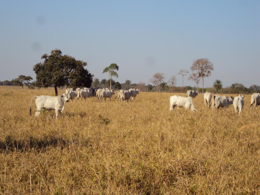 Suplementos minerais auxiliar na manutenção dos animais quando a pastagem está fraca