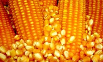 Híbridos de milhos com melhor desempenho na produtividade