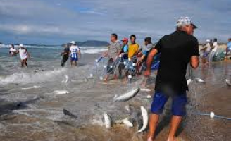 Aberta a temporada da pesca da tainha no litoral brasileiro