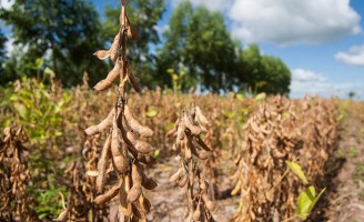 Agricultor pode ver no celular as necessidades nutricionais da lavoura de soja
