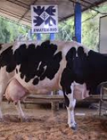 Torneios leiteiros já tem nova regulamentação visando evitar abusos de animais