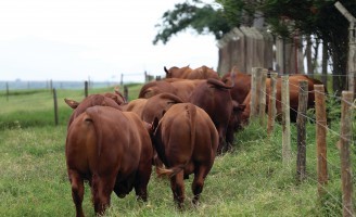 Touros com mais qualidade genética aumentam a produtividade do rebanho