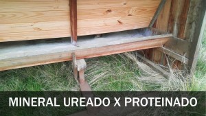 ureado e proteinado