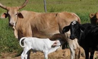 Crescimento da pecuária eleva o Valor Bruto da Produção do agronegócio brasileiro
