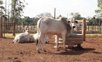 Bovinos confinados podem beber menos água quando alimentados com resíduos agrícolas